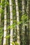 Tropical brazilian bamboo, bambusa tulda