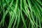 Tropical bright fresh green palm leaves. Background, poster.