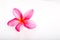 Tropical bright Pink Frangipani flower