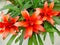 Tropical, bright red Bromelia flowers