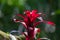 Tropical Bromeliad Plant