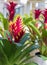 Tropical bromeliads bloom in a greenhouse