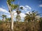 Tropical Bush Scrub Vegetation, Northern Territory