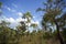 Tropical Bush Scrub Vegetation, Northern Territory