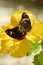 Tropical butterflies mating on a yellow ibis flower