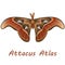 Tropical butterfly Attacus Atlas. Second illustration
