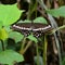 Tropical butterfly, black butterfly with white, yellow and blue dots, swallowtail butterfly on leaf, Mountain Rainforest of Uganda