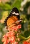 Tropical butterfly Cethosia biblis. Bright butterfly with orange wings