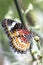 Tropical butterfly (cethosia cyane)