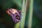 Tropical butterfly closeup