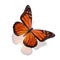 Tropical butterfly Danaus plexippus. isolated on w