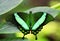 Tropical butterfly Emerald Swallowtail or Green-Banded Peacock, Papilio palinurus.