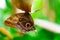 tropical butterfly with eyes on the wings caligo atreus. butterfly garden, butterfly farm