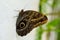 tropical butterfly with eyes on the wings caligo atreus. butterfly garden, butterfly farm