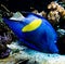 Tropical butterfly fish