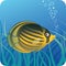 Tropical butterfly fish under water