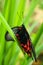 Tropical butterfly on grass