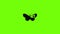 Tropical butterfly icon animation