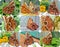 Tropical butterfly Morpho,Caligo - photo collage