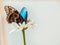 tropical butterfly Morpho sits on a white flower in a bouquet of large daisies and gerberas on a white background, macro