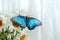 tropical butterfly Morpho sits on a white flower in a bouquet of large daisies and gerberas on a white background, macro