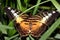Tropical butterfly (Parthenos silvia)