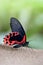 Tropical butterfly Scarlet Mormon Papilio Rumanzovia.