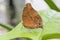 Tropical butterfly (vindula arsinoe)