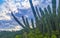 Tropical cacti cactus plants natural jungle Puerto Escondido Mexico