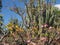Tropical Cactus Garden