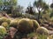 Tropical Cactus Garden