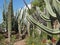 Tropical Cactus Garden