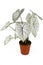 Tropical `Caladium Candidum White Christmas` houseplant or garden plant with white leaves and green veins in flower pot