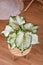 Tropical \\\'Caladium Candyland\\\' houseplant