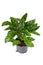 Tropical `Calathea Concinna Freddie` house plant with exotic stripe pattern in plastic flower pot on white background