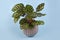 Tropical `Calathea Makoyana` Prayer Plant houseplant with beautiful exotic pattern in gray flower pot