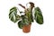 Tropical `Calathea White Fusion` Prayer Plant houseplant in flower pot on white background