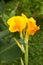 Tropical Canna lilly flower. Macro.