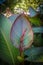 Tropical canna lily getting redy to bloom with beautiful leaves and vegetation - vertical background - bokeh