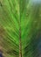 Tropical Canna Plant Leaf, Rainforest Tropicana Canna, Rain Drops, Water, Amazonia, Jungle, Green, Life, Nature, Asia, Brasil