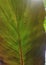 Tropical Canna Plant Leaf, Rainforest Tropicanna Canna, Rain Drops, Water, Amazonia, Jungle, Green, Life, Nature, Asia, Brasil