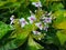 Tropical Caricature plant blooms with little white and magenta flowers