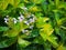 Tropical Caricature plant blooms with little white and magenta flowers