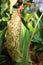 Tropical carnivorous Nepenthes family pitcher plant with patchy pitcher cup