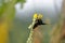 The tropical carpenter bee in search of nectar