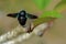 Tropical carpenter bees sitting on the leaf