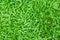 Tropical carpet grass