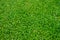 Tropical carpet green grass