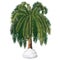 Tropical cartoon palm tree covered with snow isolated on white background. Vector cartoon close-up illustration.