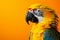 Tropical charm parrot in profile on a sunlit yellow background